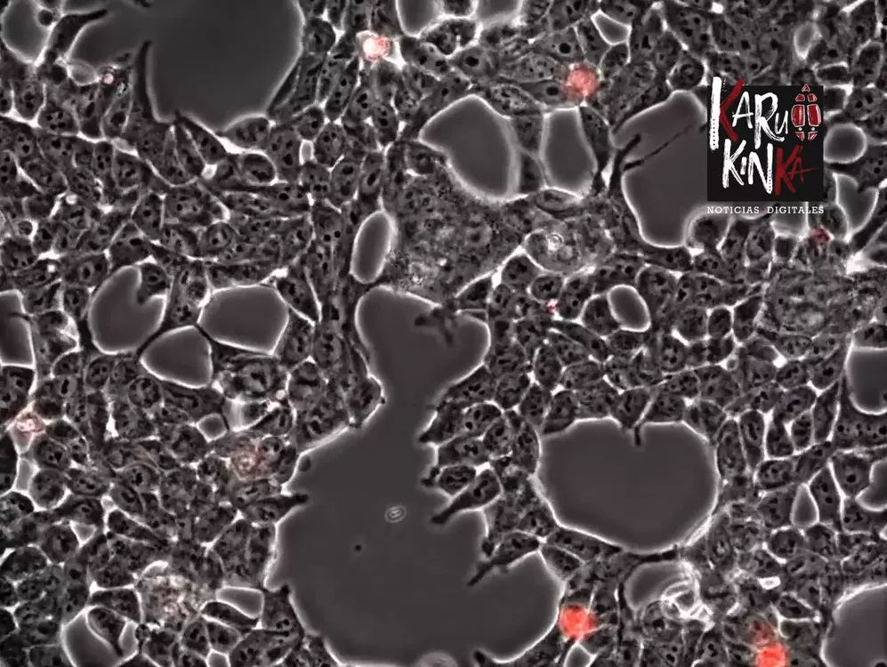 Captura de Pantalla 2021-08-24 a la(s) 10.13.40